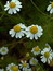 Matricaria recutita, Echte Kamille, Färbepflanze, Färberpflanze, Pflanzenfarben,  färben, Klostergarten Seligenstadt